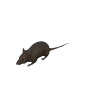 animal rat (polyhaven-props)