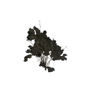 bush dry b (polyhaven-props)