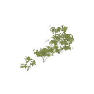 Bush Flowering 3D model