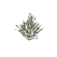 Bush Tall A 3D model