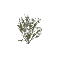 Bush Tall B 3D model
