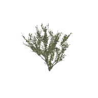 Bush Tall C 3D model