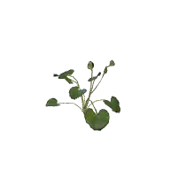 Flower Celandine A 3D model