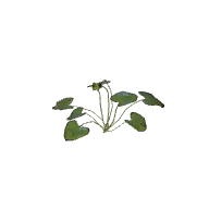 Flower Celandine B 3D model