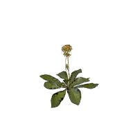 Flower Dandelion A 3D model