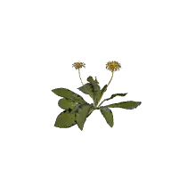 Flower Dandelion B 3D model