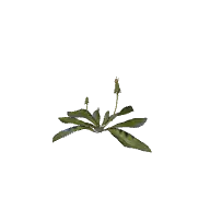 Flower Dandelion C 3D model
