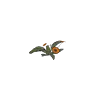 Flower Gazania G 3D model