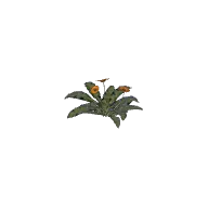 Flower Gazania H 3D model