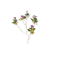 Flower Periwinkle 3D model