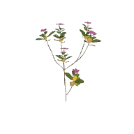 Flower Periwinkle 2 3D model