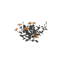 Flower Ursinia A 3D model