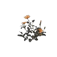 Flower Ursinia B 3D model