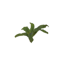 Plant Fern A 3D model