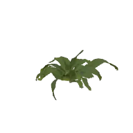 Plant Fern B 3D model