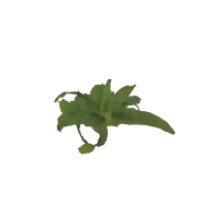 Plant Fern C 3D model