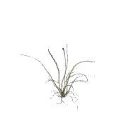 Plant Grass Clump C 3D model