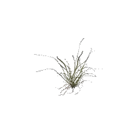 Plant Grass Clump D 3D model