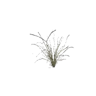 Plant Grass Clump E 3D model