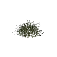 Plant Grass Tall Large A 3D model