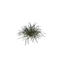 Plant Grass Tall Large B 3D model