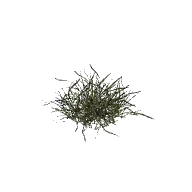 Plant Grass Tall Large C 3D model