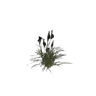 Plant Grass Tall Mid A 3D model