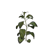 Plant Nettle Medium A 3D model