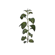 Plant Nettle Tall A 3D model
