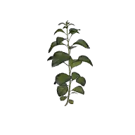 Plant Nettle Tall B 3D model