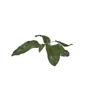 Plant Weeds A 3D model
