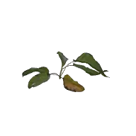 Plant Weeds B 3D model