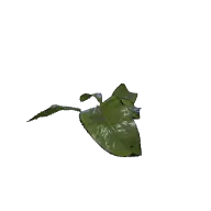 Plant Weeds C 3D model