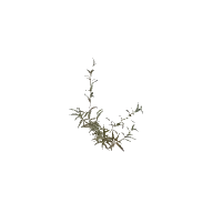 Shrub 2 A 3D model