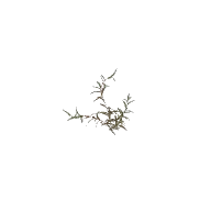 Shrub 2 B 3D model
