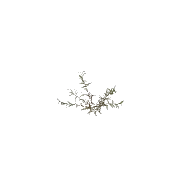 Shrub 2 C 3D model