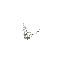 Shrub 2 D 3D model