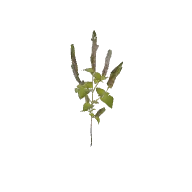 Shrub 3 A 3D model
