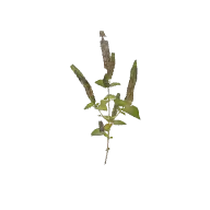 Shrub 3 B 3D model