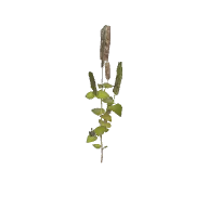 Shrub 3 C 3D model