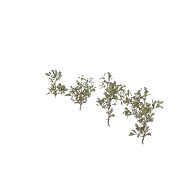 Shrub 4 3D model