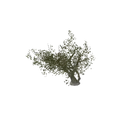 Tropical Tree 3D model