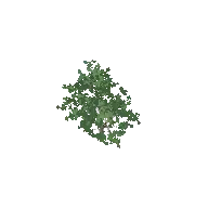 Ash Tree 3D model