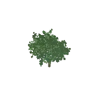 Ash Tree Large 3D model