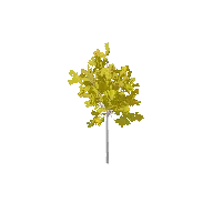 Aspen Tree 3D model