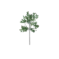 Birch Tree 3D model
