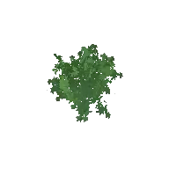 Bush Leafy A 3D model