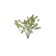 Bush Leafy B 3D model