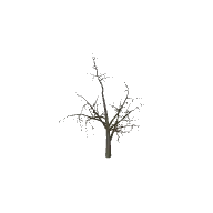 Dead Tree 3D model