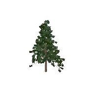 Fir Tree 3D model